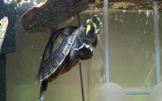黃頭側(cè)頸龜吃小魚嗎，會吃一些死了的小魚