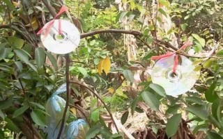 菜園瓜地怎么驅(qū)鳥，可以掛布條、扎稻草人等