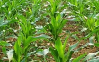 大玉3號玉米種子介紹，6月20日前播種