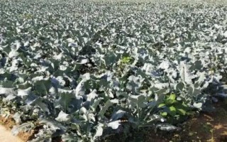 西蘭花的養(yǎng)護條件，生長溫度最低不可低于5℃