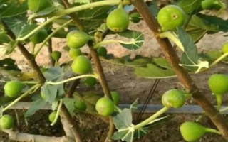 無花果的種植技術(shù)，可扦插、壓條或分株繁殖