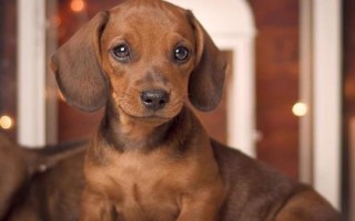 臘腸犬怎么飼養(yǎng)，平時(shí)要定期飼喂煮熟的肉食