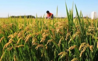 吉優(yōu)華占水稻品種的特性，鄂北5月下旬播種