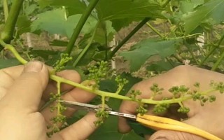 8月份怎么對(duì)葡萄修剪，將基部的枝條、細(xì)弱枝的嫩芽、長(zhǎng)勢(shì)差的嫩芽全部抹除