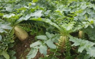 秋蘿卜種植管理方法，整個(gè)生育期要中耕2-3次