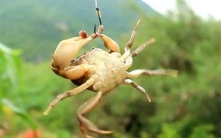 釣螃蟹的技巧，水草豐茂的位置可作為釣點(diǎn)