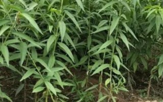冰糖蜜桃苗的價(jià)格，在2-6元一株左右