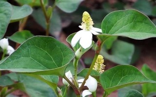魚腥草的外觀，葉片紫紅、莖干上有莖節(jié)且長著須狀根