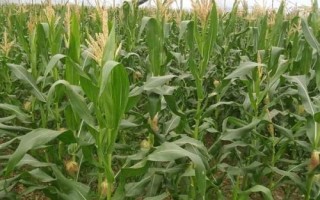 譽(yù)成8玉米種子特征特性，確定最佳的播種期