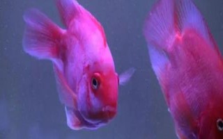 鸚鵡魚眼睛發(fā)紅的原因，可能是水質(zhì)水溫或基因變異等