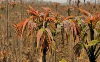 火爆野菜種植項(xiàng)目有哪些，香椿和薺菜等品種比較受市場(chǎng)歡迎