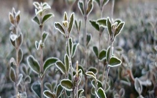 使用植物防凍劑的時間，晚秋、初冬、春季倒春寒這幾個時期最合適