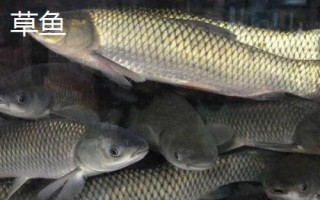 2號新關(guān)東鉤適釣魚種，7斤以內(nèi)的魚均可釣獲