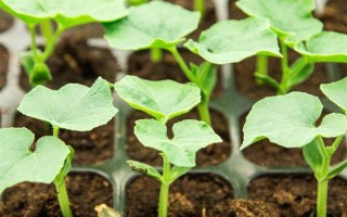 秋冬絲瓜定植后的管理方法，噴施新高脂膜可縮短緩苗期