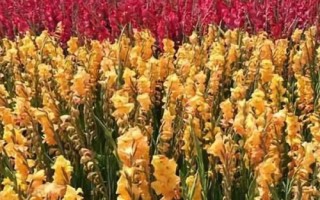 唐菖蒲怎么養(yǎng)殖，夏季要避免陽光直射
