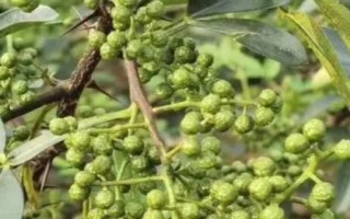 紅花椒與青花椒的區(qū)別，紅花椒辣味重、青花椒麻味重