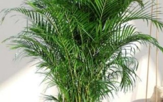 夏威夷竹子怎么養(yǎng)殖，生長季節(jié)每個月追施1-2次氮肥