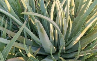 庫(kù)拉索蘆薈的種植技術(shù)，可分株、扦插和插葉繁殖