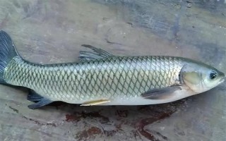 2.0號(hào)子線可以釣多重的魚(yú)，確保質(zhì)量能應(yīng)付10斤以內(nèi)的魚(yú)類