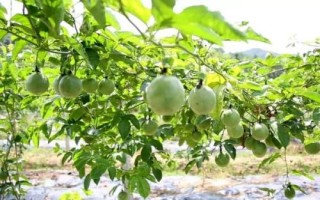 百香果對環(huán)境的要求，1-2年時間才能掛果