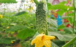中國(guó)黃瓜之鄉(xiāng)在哪里，指的是山東曲堤鎮(zhèn)
