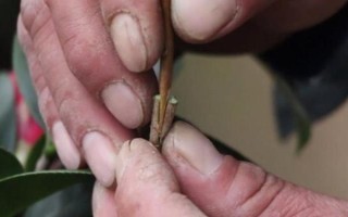茶花是如何嫁接的，通常在6月份或者7月份進(jìn)行
