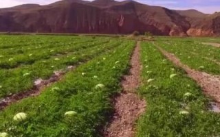 寧夏硒砂瓜為啥不讓種，隨著種植年限的增長會讓土壤的水肥快速流失