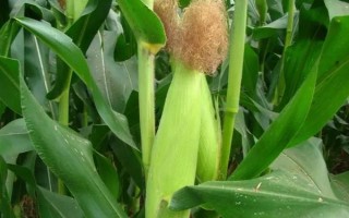 泉玉10號玉米種子特點，夏播生育期103天