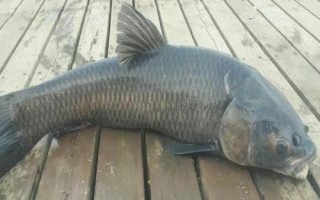 鲅魚和青魚的區(qū)別，科屬分類、形態(tài)特征、棲息環(huán)境均不同