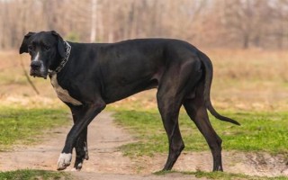 有哪些短毛大型犬，包括大丹犬、杜賓犬、羅威納犬等品種