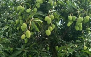 芒果結(jié)果期的管理辦法，一定要注意使用安全、高效、環(huán)保的藥劑