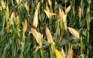 豐墾154玉米種子特征特性，注意防治大斑病