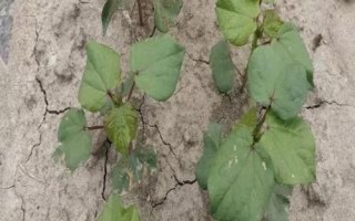棉花僵苗的原因及防治方法，移栽時(shí)溫差過大或施肥不當(dāng)都會(huì)導(dǎo)致