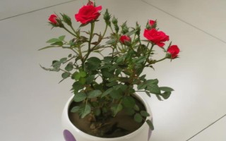 哪里有玫瑰花種植基地，基地在河北或者山東等地