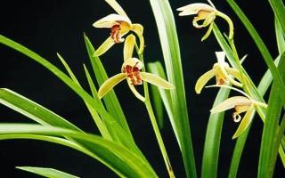 蘭花的養(yǎng)殖要點，每年都需要換盆一次