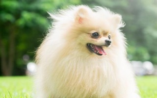 狗狗身上有皮屑的原因，可能是感染了皮膚病或營養(yǎng)不良等