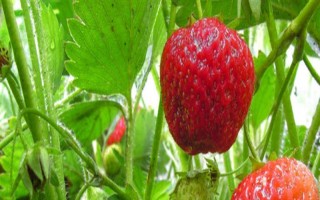 哪些因素會(huì)影響草莓膨大，主要有種子、溫度、光照等5個(gè)原因