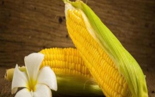 高玉509玉米種子介紹，春播平均生育期114.5天