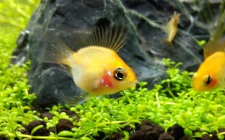 金波子是什么魚，是荷蘭鳳凰的變種