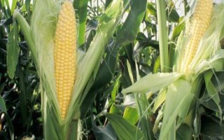 強盛392玉米品種簡介，適宜播種期4月下旬至5月上旬
