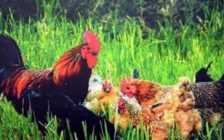 雞脫肛怎么治療，先把脫肛的雞進(jìn)行隔離
