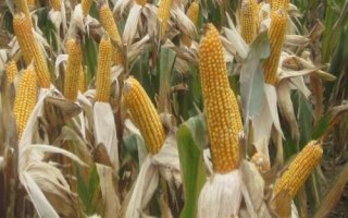 中墾玉21玉米品種簡介，4月下旬至5月上旬播種