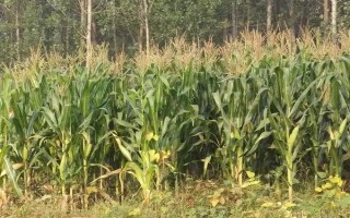 東糯120玉米種子簡介，播種前種子要包衣