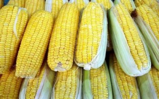 粘娃娃800玉米品種簡介，4月下旬至5月上旬播種