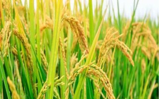 龍粳1719水稻種簡介，普通粳稻品種