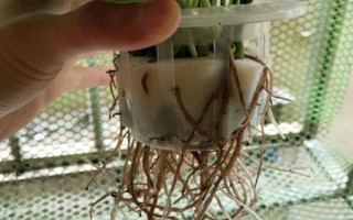 綠蘿的修剪方法，冬天的時候盡量不要修剪