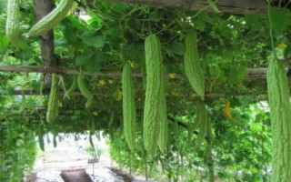 苦瓜的種植時(shí)間，南方在1-3月露天種植