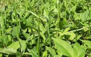 半夏的種植技術(shù)，可用塊莖、珠芽和種子繁殖