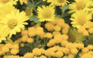 九月菊如何養(yǎng)殖，在生長期間需要充足的光照