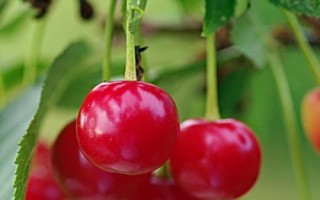 早紅珠櫻桃與福晨櫻桃品質(zhì)對比，早紅珠櫻桃一般更為優(yōu)質(zhì)